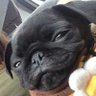 PoliticPug's profile picture. 