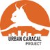 Urban Caracal Project (@urbancaracal) Twitter profile photo Urban Caracal Project (@urbancaracal) Twitter profile photo