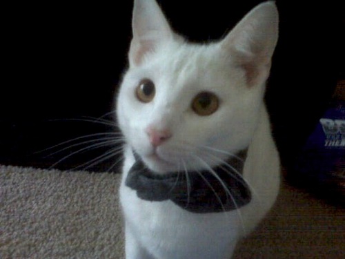 Hi I'm Strider I really love chasing possums and playing tag with our bird and getting baths and and and...