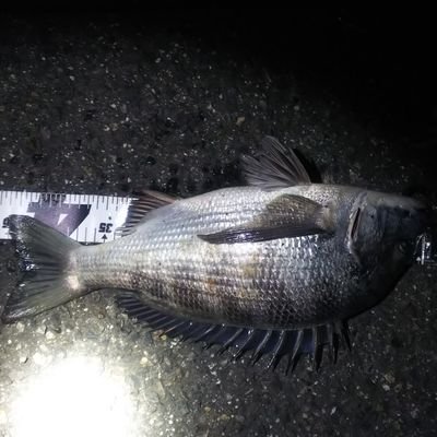 愛知住みの
釣り車バイク趣味です
釣りはほぼ黒鯛専門で釣りしてます(^-^)