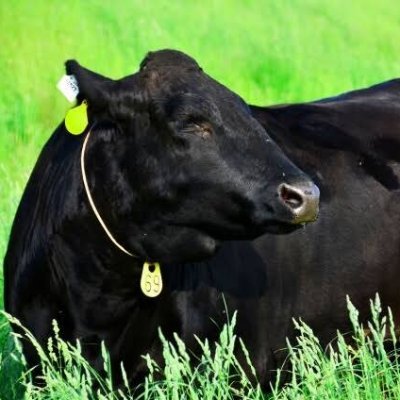 JPLIT2020's profile picture. Introducing newest JP lit in 2020's which you can read in EN, moderated by Tokyoite novelist Tettyo Saito @GregariousGoGo Feel free to ask about JP lit! it/it