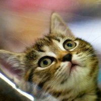 🇪🇬 mona arafa🇪🇬 (@monanoor70) Twitter profile photo