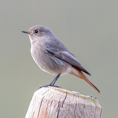 Birding i astrofoto