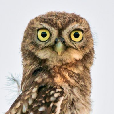 🏴 Wildlife photographer/graphic designer NE Scotland based in Portugal. Ethical bird photography. Prints available see link