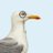 AngrySheBird's profile image