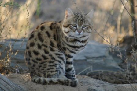 Involved in conservation, education & breeding of CITIES I black footed cat, african wild cat, serval & caracal.