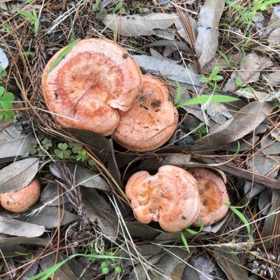 山の麓の木 国立裏日本大学で学んでた きのこ🍄ちゃりんこ🚲元気な子💪