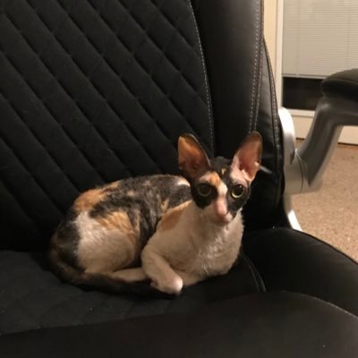 EllieMo47048328's profile picture. Student