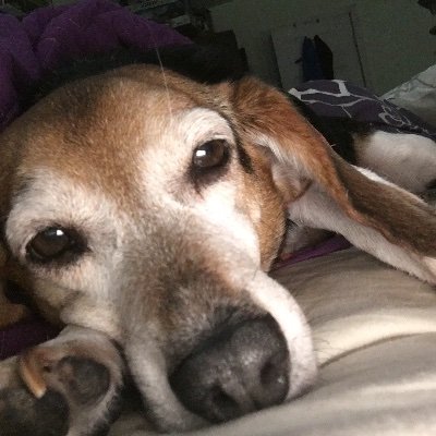 OnyxPrimal's profile picture. Dad of 3 girls. A mild feeling of nausea is normal. Take as directed. Tip your waitress. Potential Lunch Winner.