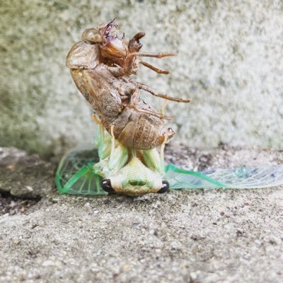 jenniferbeesbee's profile picture. 