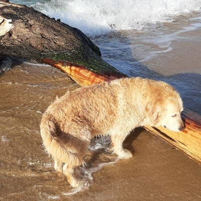 ja_president's profile picture. Traïda pels nostres polítics, indignada per la seva submissió a Ñ. Però cada dia més indepe, amb més ganes de marxar i fer la República Catalana!