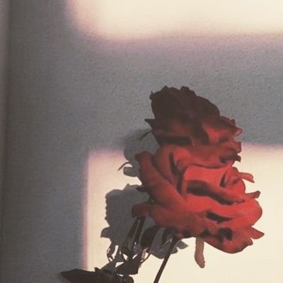 LOVEroseyyy's profile picture. pursuer of dreams| 25|bookworm|