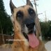 Sadie (@servicedogsadie) Twitter profile photo Sadie (@servicedogsadie) Twitter profile photo