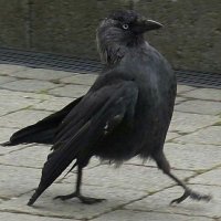 Just a Bird(@justabird0) 's Twitter Profile Photo