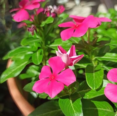 Alicia69466839's profile picture. 