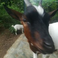 Georgina (@xorxinn) 's Twitter Profile