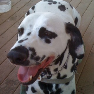 checdog's profile picture. 