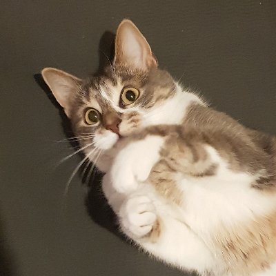 ginoungureanu's profile picture. 