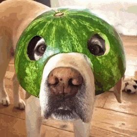 MrMelonHeadMan's profile picture. 