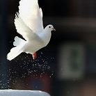 Siddiqui Sahab (@siddiqu36785128) 's Twitter Profile