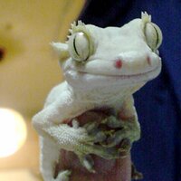 K2Z (@k2z_id) 's Twitter Profile Photo