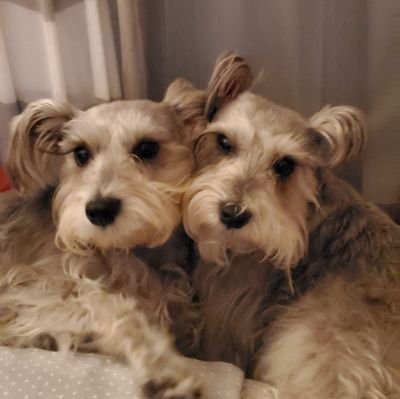 Please follow us.😁 We are two Mini-Schnauzers (bonded) rescued in 2018. We enjoy our Stroller, Walkies, Oinkies, Playing with Toys & Eating Treats.🐶🐶🍖🍖