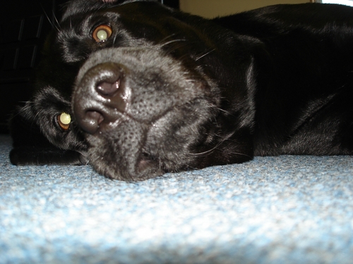 TomAresto's profile picture. 