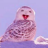 Lewdowl (@lewdowl1) 's Twitter Profile Photo Lewdowl (@lewdowl1) 's Twitter Profile Photo