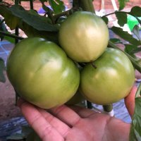 ゆう@家庭菜園 (@ocpgrza9diy1sno) Twitter profile photo