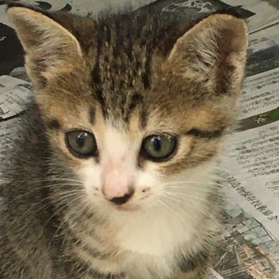 ねこうさぎ Nekousagi2233 Twitter