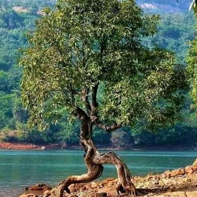 P4PvjvG6AvPVd1V's profile picture. यता नाआउनुस है फेरि रुख मन्छेको कल्पनामा पौडिनु होला!fb%
No Dm