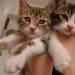 Follow Me - I Follow Back.  I can also Promo those who Retweet my Tweets http://t.co/49wIdbKYlB  Thank you!