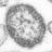 Rubeola's profile image