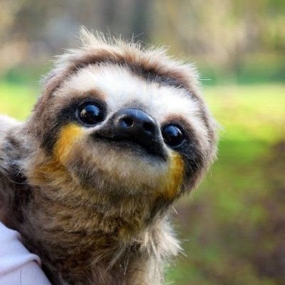 Just an account made to give you a cuddly sloth every hour to brighten the day~
We enjoy life in the slow lane here 🦥