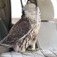 فهد بن شتات🇸🇦 (@fahadbnshtat) 's Twitter Profile Photo فهد بن شتات🇸🇦 (@fahadbnshtat) 's Twitter Profile Photo