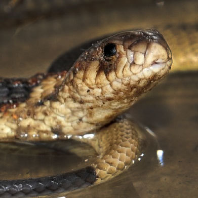 I'm an Egyptian cobra back from being out on the town. BronxZoosCobra@gmail.com