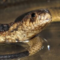 Bronx Zoo's Cobra (@bronxzooscobra) 's Twitter Profile Photo Bronx Zoo's Cobra (@bronxzooscobra) 's Twitter Profile Photo
