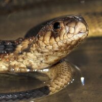 Bronx Zoo's Cobra(@BronxZoosCobra) 's Twitter Profile Photo