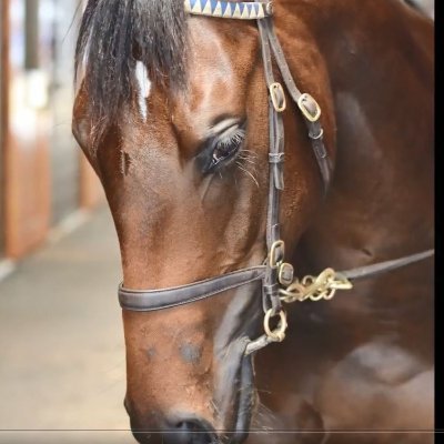 IAmLilyTheFilly's profile picture. I’m Lily, pleased to meet you. Now comfortable with a saddle on my back and about to start life as a racehorse.