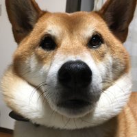 はなまるち (@hhhidee) 's Twitter Profile