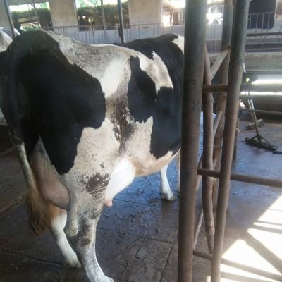 We are a Dairy Farm located at Ngandu Karatina, We source High Quality Incalf Heifers for Dairy Farmers
https://t.co/AWqtMMxE5d
@Msnyaguthii