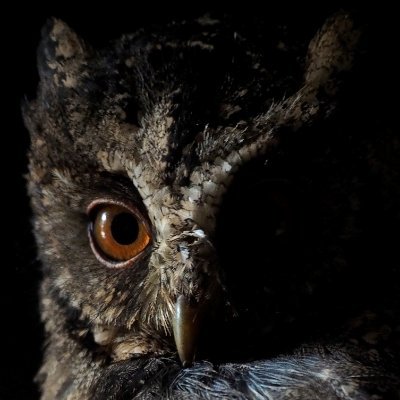 VeternumNoctua's profile picture. Smart mouthing my way through this wretched hive of scum and villainy.  LCTF: Ricky Gervais liked one of my replies once.