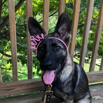 frannyl's profile picture. fancy baker