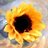 sunnyflr's profile image
