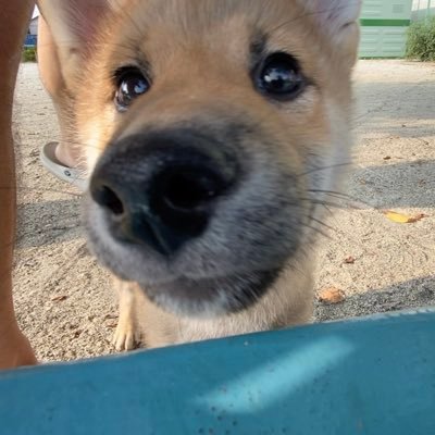 柴犬おもち Omothidazo Twitter 柴犬おもち Omothidazo Twitter