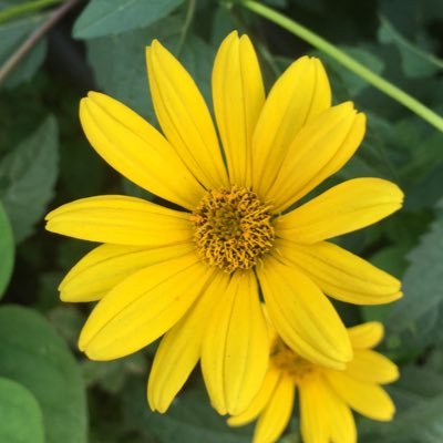 citizens_new's profile picture. サステナブルSDG'sエシカル。各々のレイヤーでボクらとボクらの子供達が地球で生きていくために有効な社会のための考え方アイデア技術など情報を収集中。先ずは知ること。フォローご自由に。無言フォロー失礼致します。大切なことは科学＝哲学の視点。緑も青もまんまボクの娘とその後に渡したい。キッチンで飲みながら料理するのが好き。