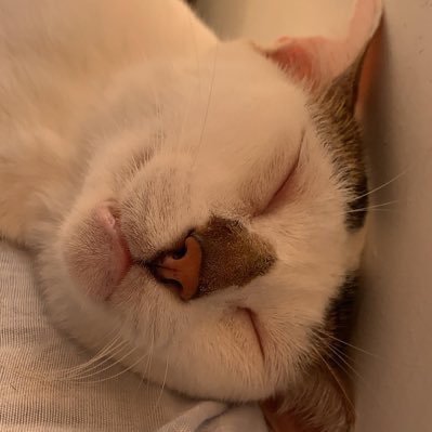 tom555my's profile picture. Cat Lover. Dev.