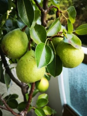 CordinDaniel's profile picture. 