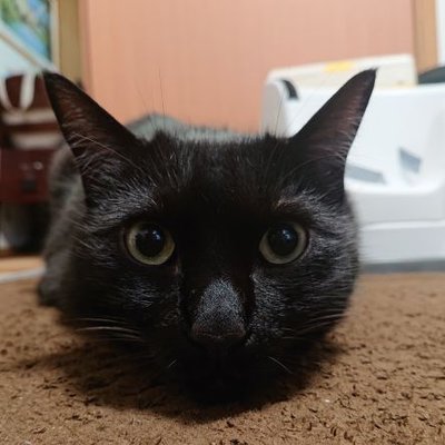 きにゃこもち ねこをもふりたい Kinyakomo Chi Twitter