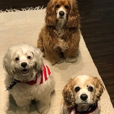 GiannaGap's profile picture. Outgoing and passionate educator. Dog lover.